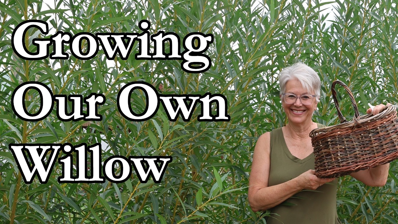 We&rsquo;re Growing Our Own Basket Willow! 🌿 | From Willow Patch to Baskets