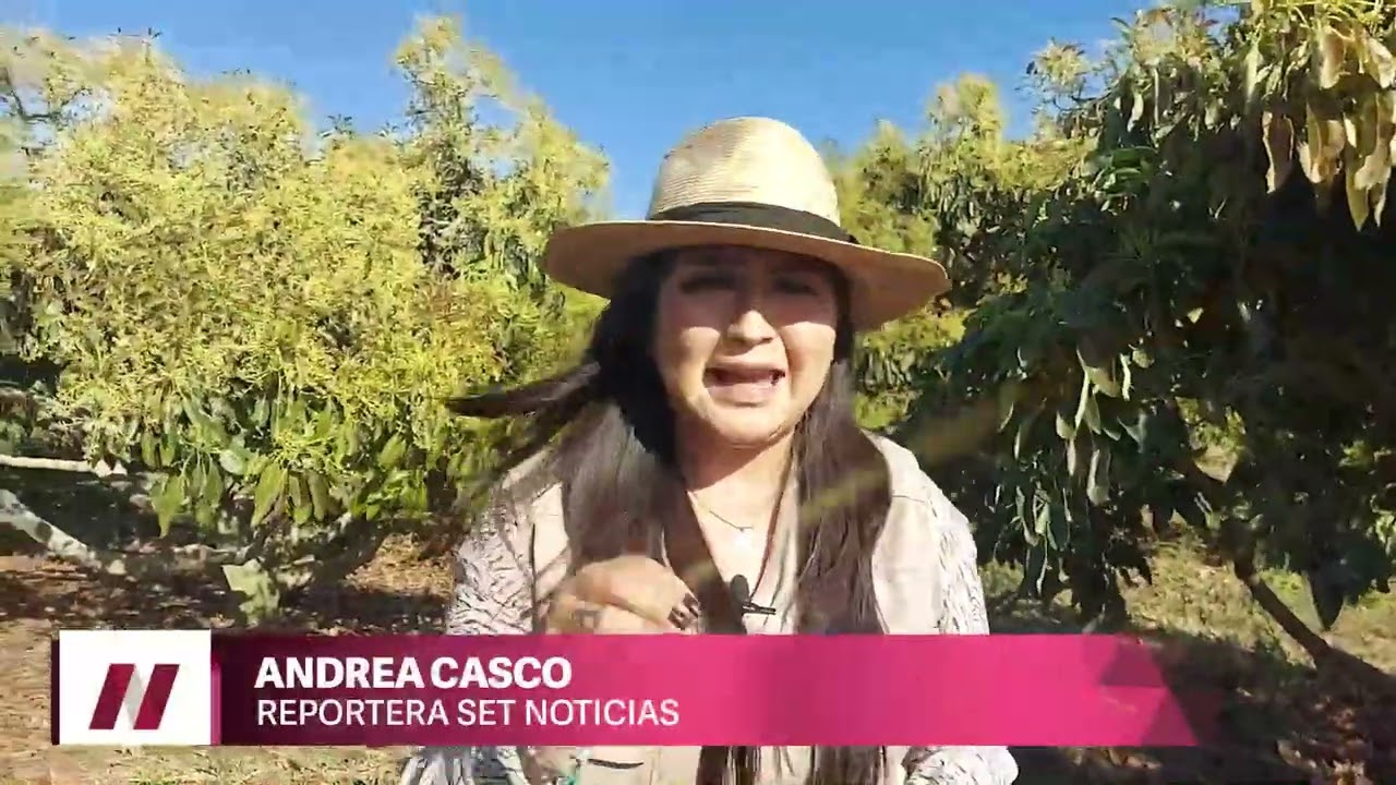 🥑 #Puebla, un potencial productor de aguacate en el país.