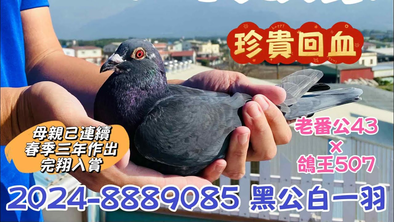 【屏北王者・制霸海翔】屏東高樹 黃俊豪 巔峰紀錄拍賣會6號拍賣鴿-2024-8889085黑白一羽公，母親已連續三年作出春季完翔入賞，老番公直系#高樹黃俊豪#449鴿舍#恆盟賽鴿網 