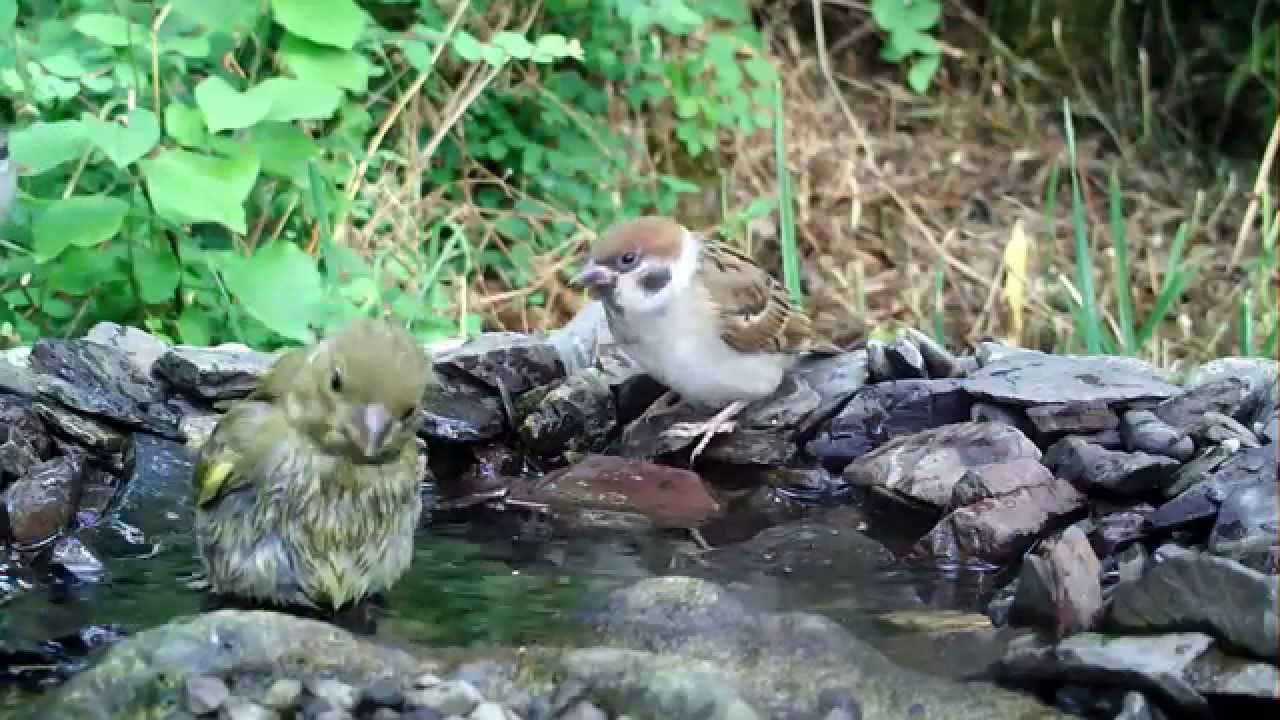 Gr&uuml;nfink, Blaumeise, Feldsperling, Kohlmeise baden