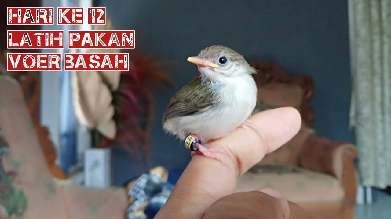 WAKTU  YANG TEPAT UNTUK MELATIH ANAKAN PRENJAK LUMUT MAKAN VOER BASAH