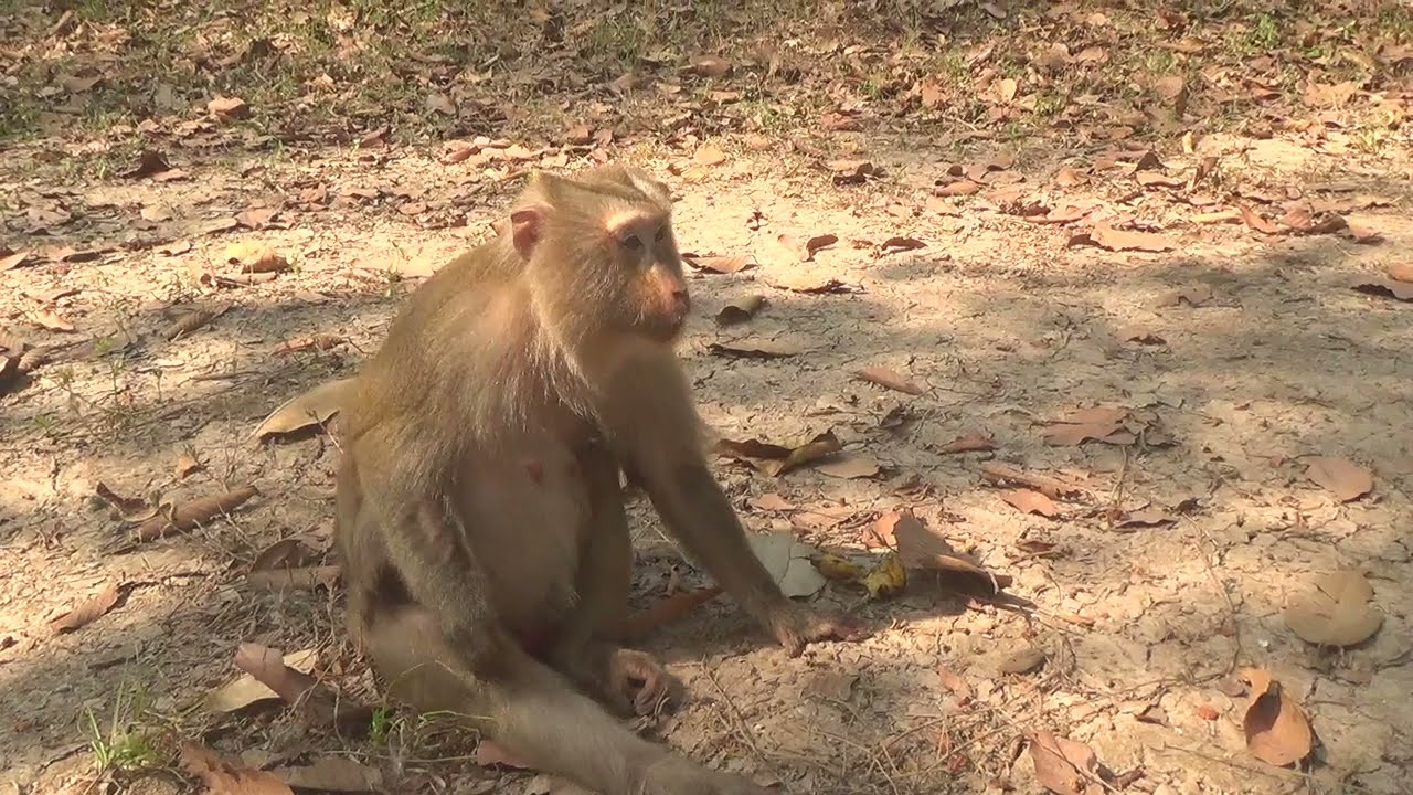 Very Beautiful with another form of Bayon Monkeys Great Videos
