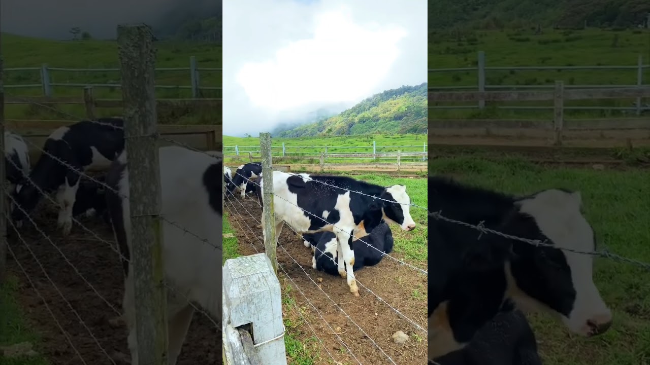 Desa Dairy Cattle Farm #sabah #2023 #malaysia #travel #kundasang #kotakinabalu #cattlefarm #shorts
