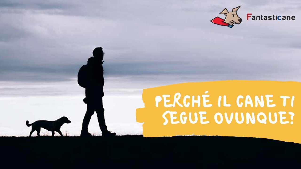 Perché il cane ti segue ovunque?