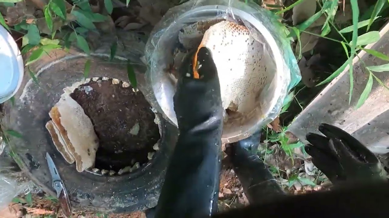 ผึ้งป่าผึ้งดินผึ้งโพรง Honey Hunt Season🐝์Numkiwbard คนหาผึ้งดิน BeeHoney Hunt 2026