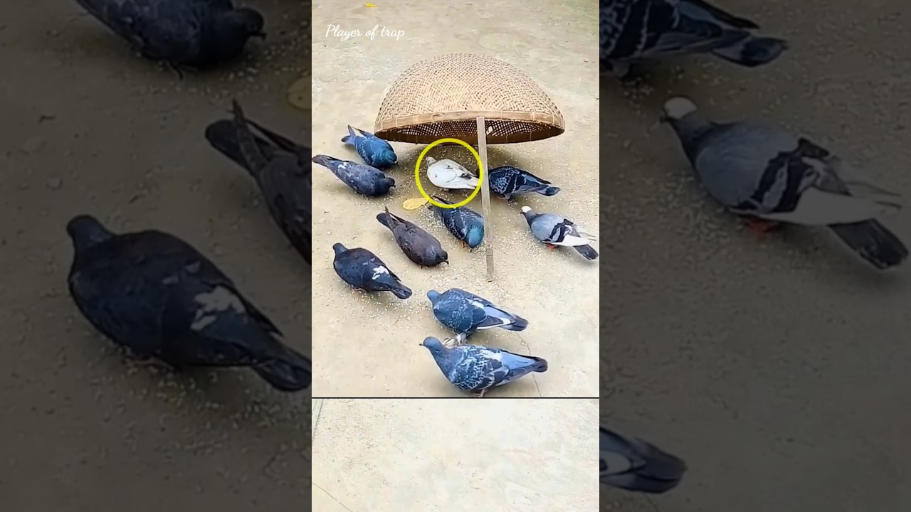 Pigeon trap easy work 100% | bird trap in flock | all bird trap using Birds cage #shorts