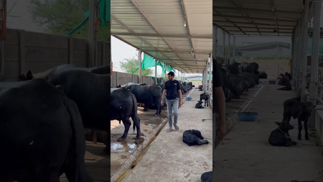 Mother Dairy Farm Tavadiya #trending #viral #banni #buffalo #viralvideo #animal #shorts #dairyfarm