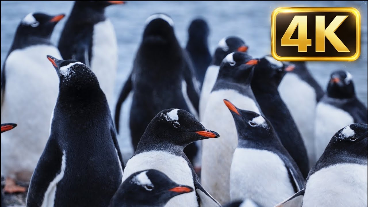 Animal in 4K