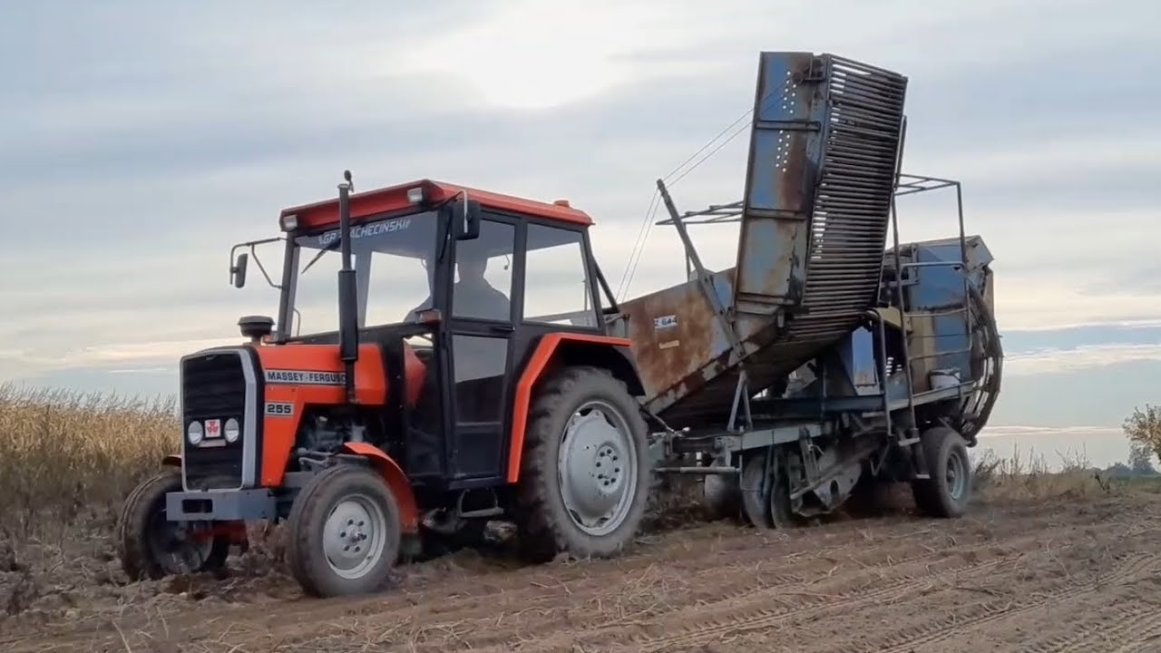 ☆Kopanie ziemniaków 2025☆ ||Massey Ferguson 255 || Anna Z-644 || Ursus c-385 Higieniewo w obiektywie
