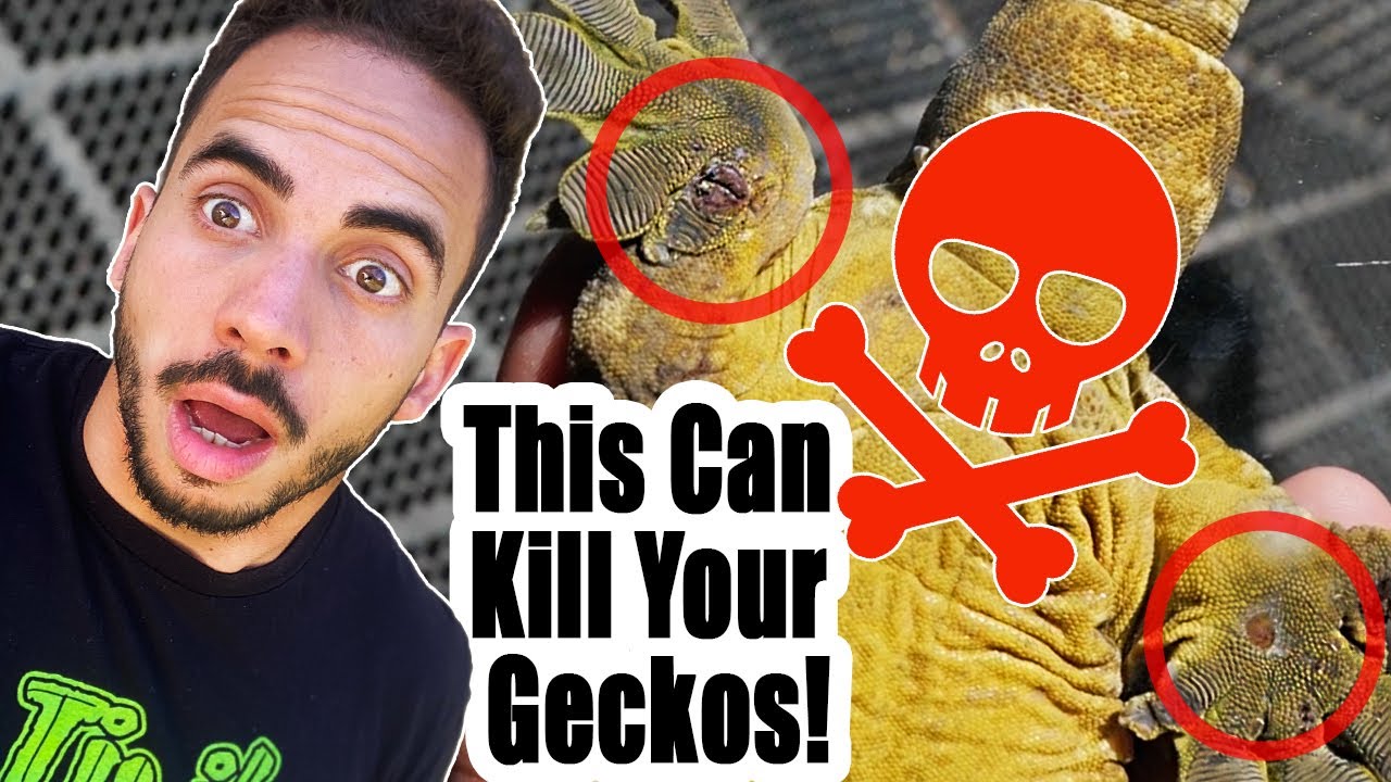 The Silent Gecko Killer! INFECTIONS ! (MUST WATCH)