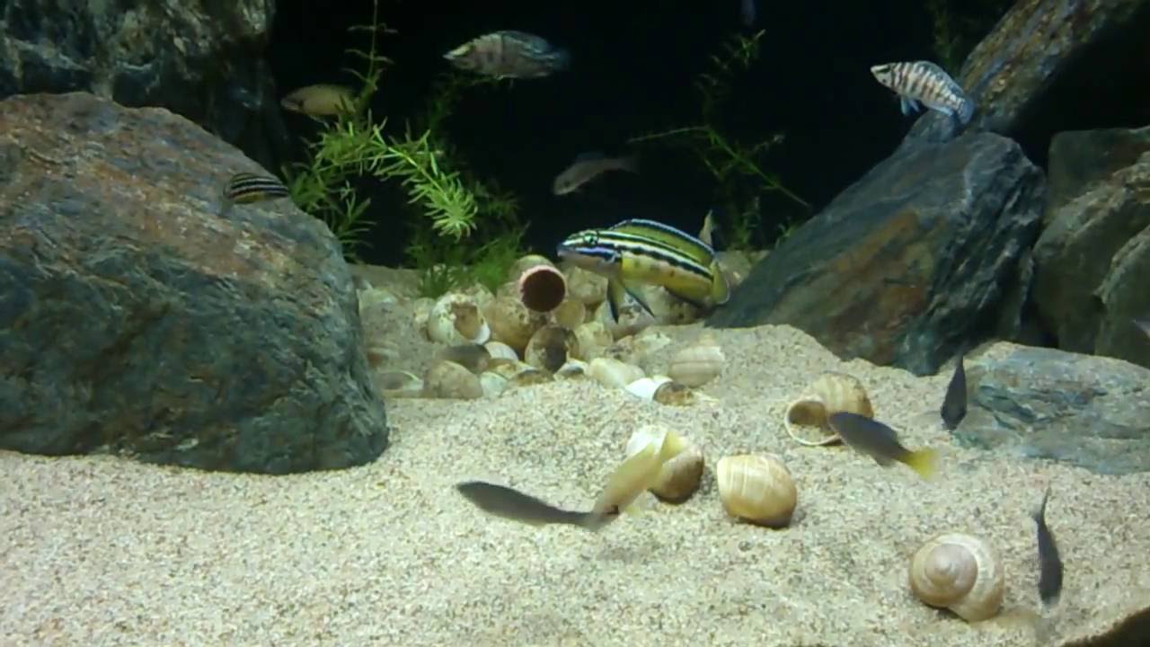 Tanganyika Community Tank