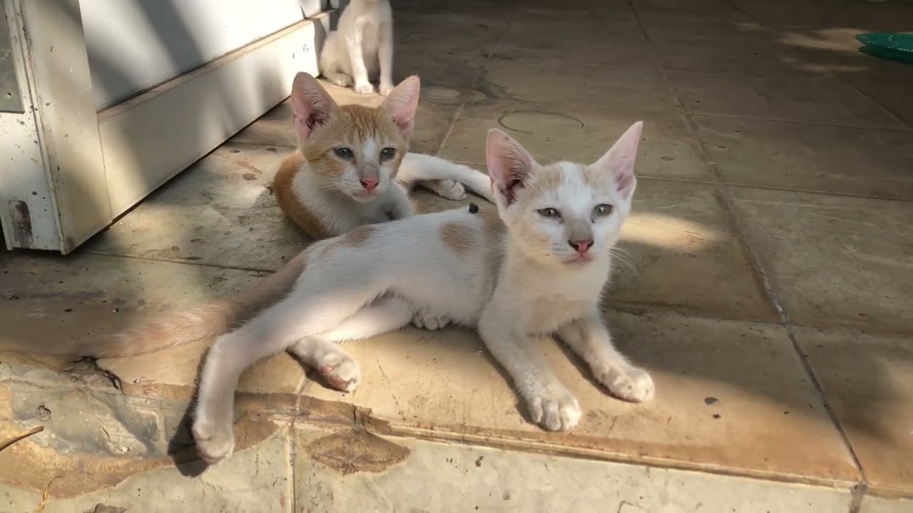 Beautiful Moments of a Mother Cat Caring for Her Tiny Kittens