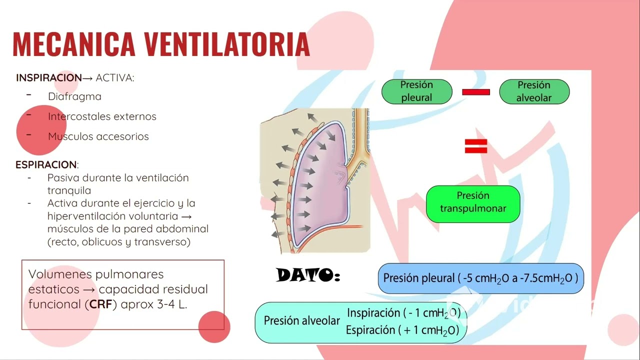 Fisiologia respiratoria- HAIDAR 2024