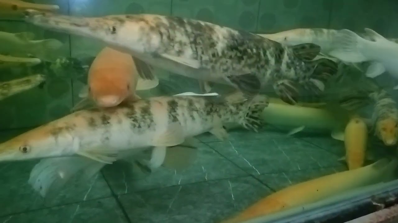 Rajanya ikan predator guys bukan main hoby nya sultan