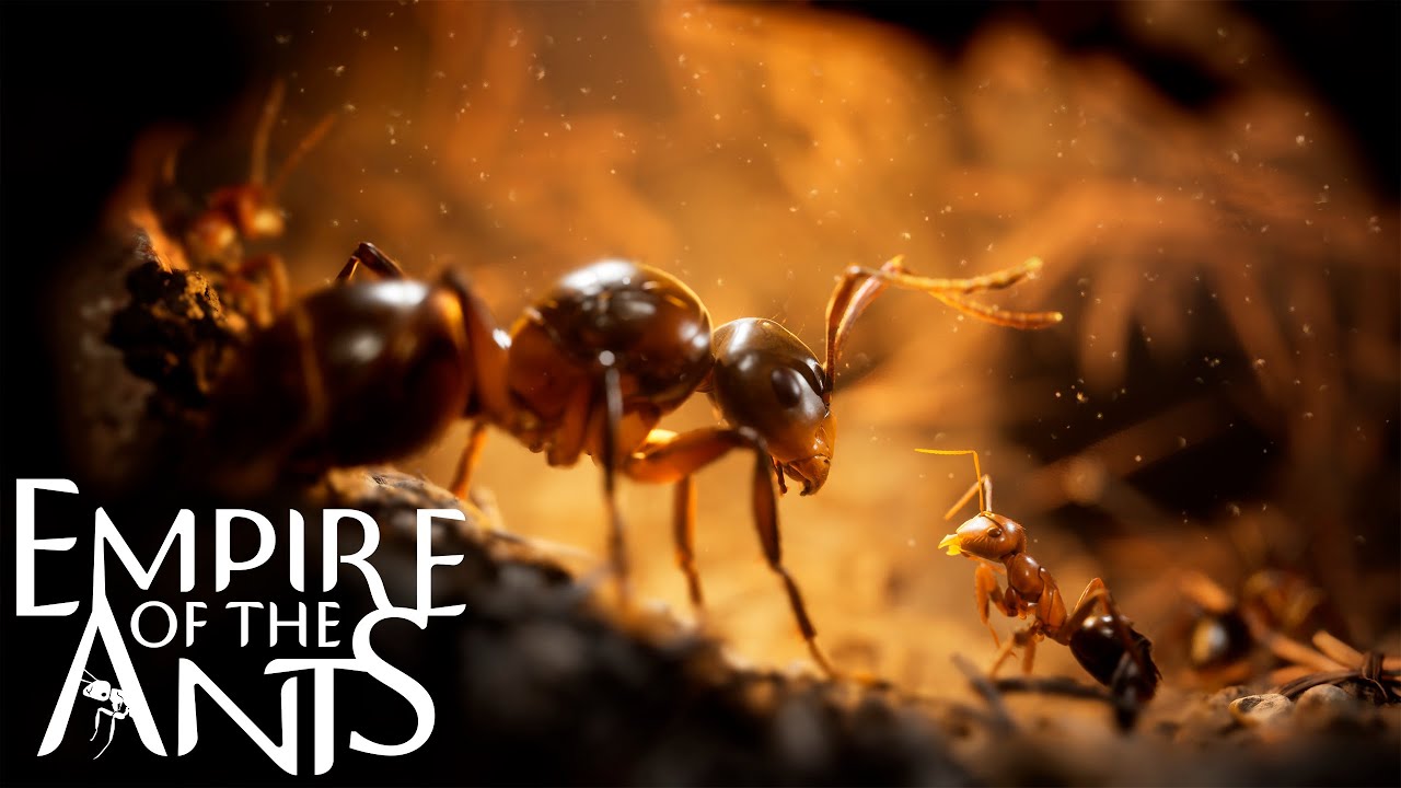 DEFENDING THE HONOUR 🐜🕷️ | Empire of the Ants &mdash; Cinematic Gameplay (No Commentary) | Part 5