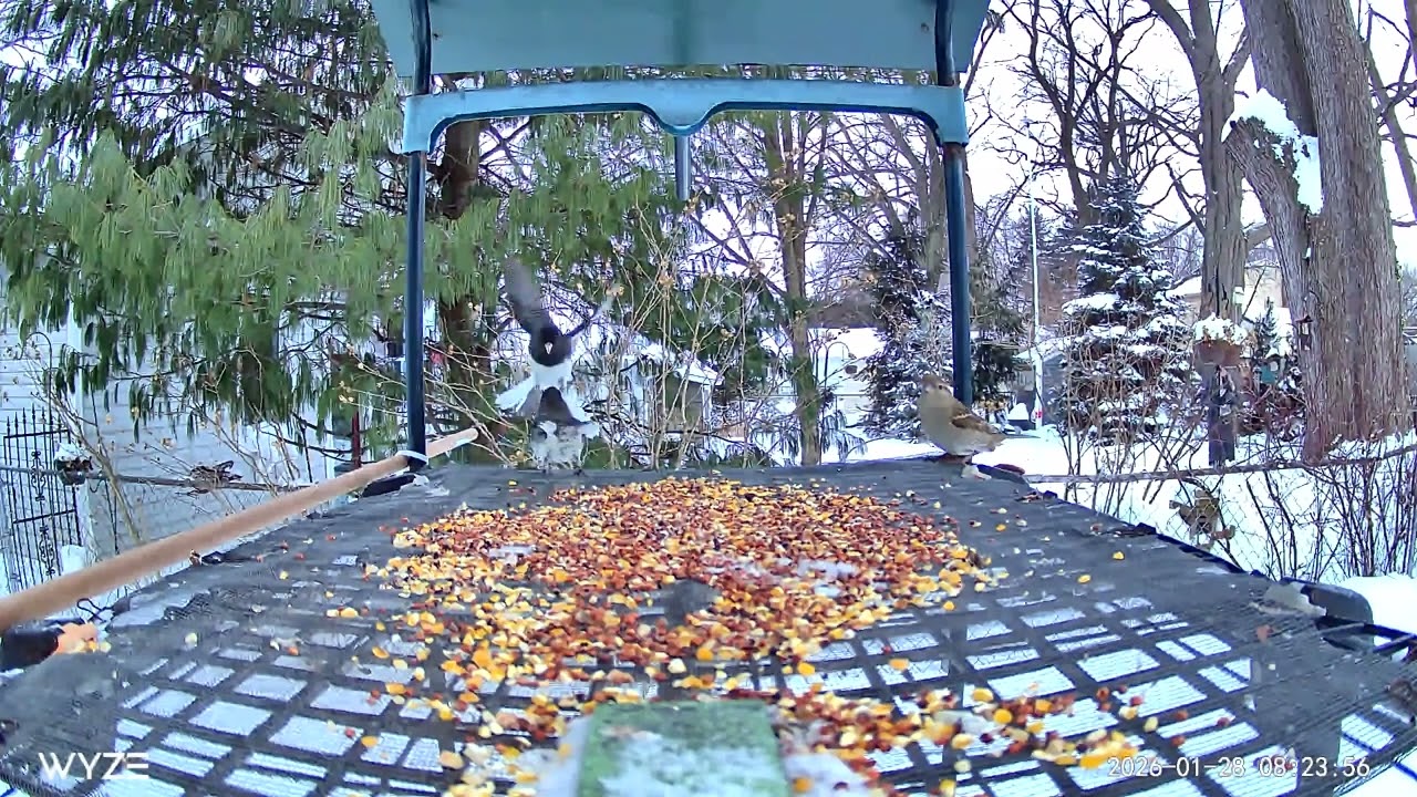 4 hour Cat TV Busy Birds Platform Feeder Nature Cam 2026 01 28