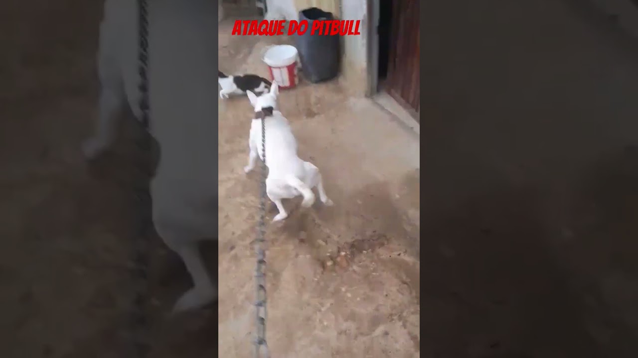 Pitbul atacando um gato #ataque #urgente #noticias #gatos #pitbulls #neymar