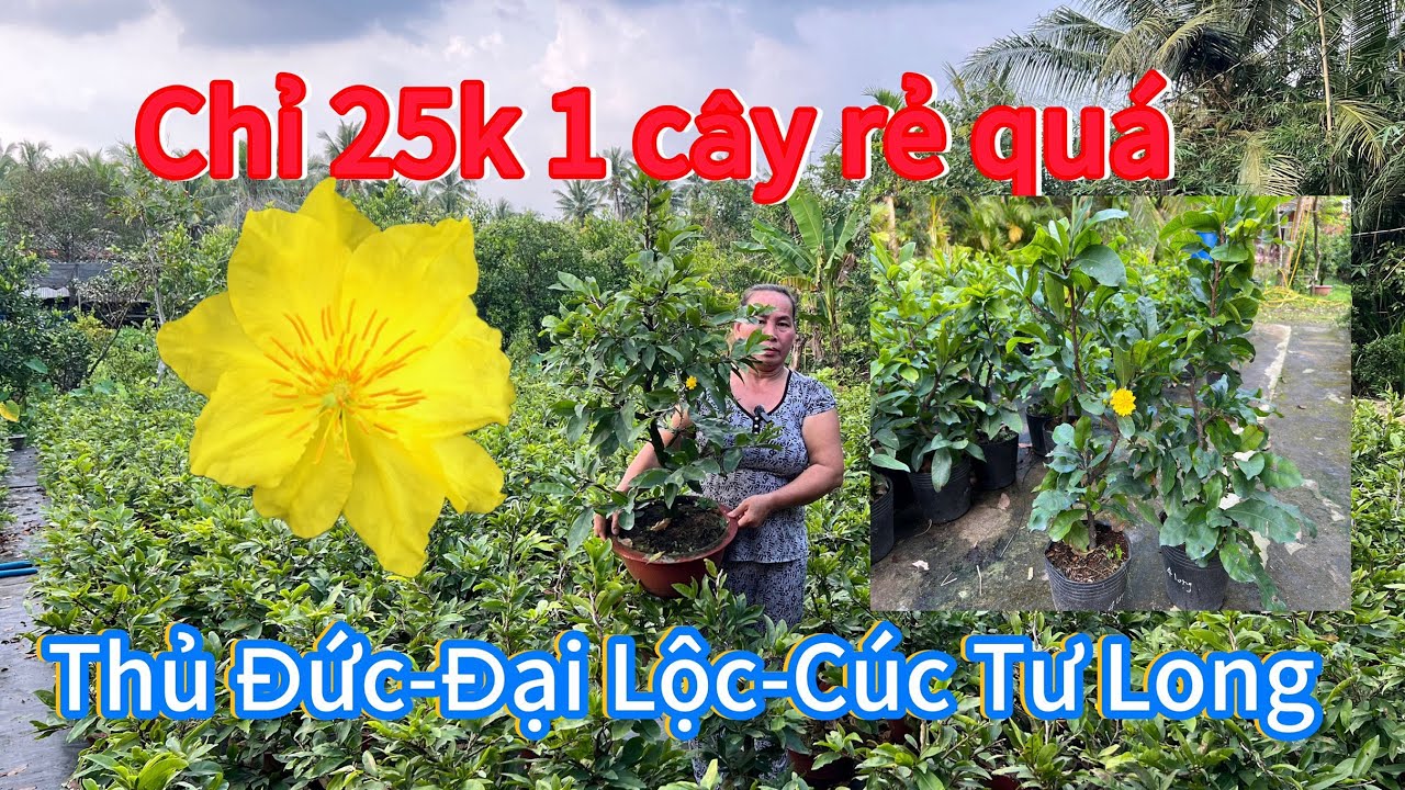 24/12 ☎️0987520784 Mai vàng chơi tết giá rẻ