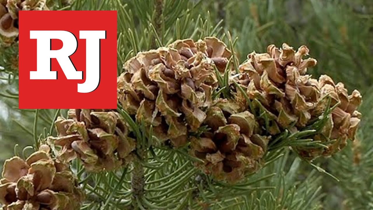Hoping for a good pine nut harvest