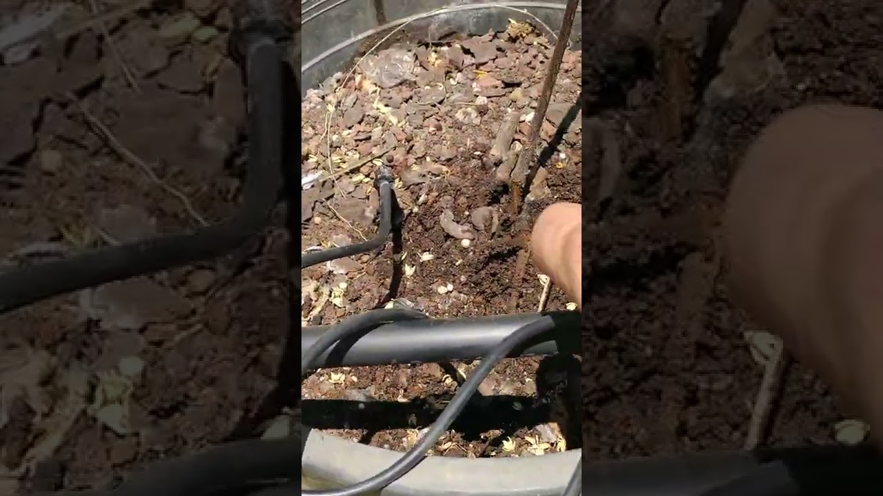 איך סוגרים מים לצמח שהלך לעולמו והיה מושקה דרך הטפטפת.