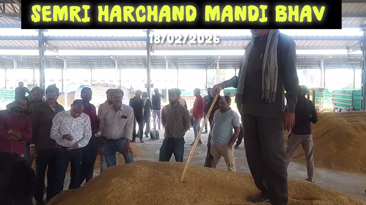 आज के ताज़ा धान भाव की पूरी जानकारी#SemriHarchandMandi#MandiBhavLive#DhanBhavToday#AgricultureNews