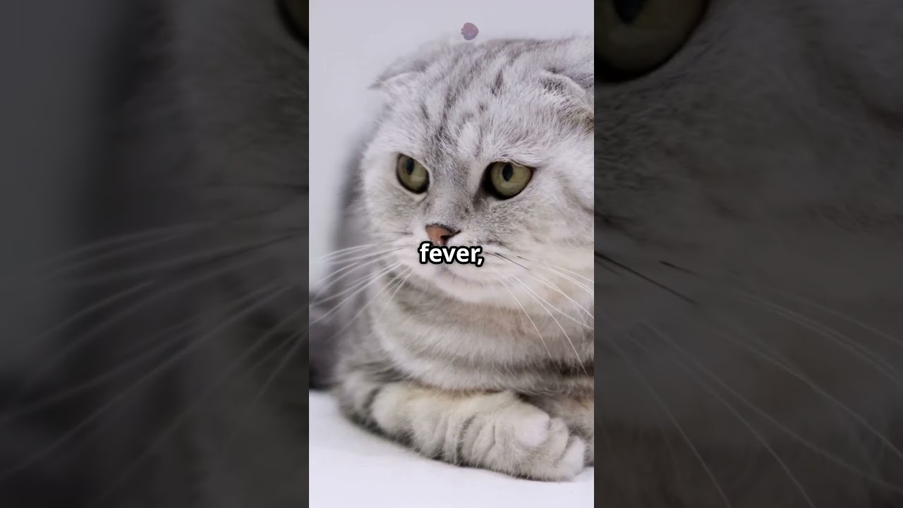 Is your cat affected by bird flu 