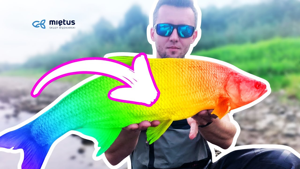 Co za ryba! 😮 ŻYCI&Oacute;WKA na woblera z Dunajca! 🐟🤯