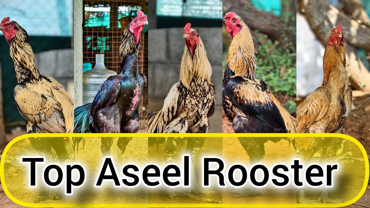 Top Most Quality Aseel Rooster #roosterfarm 