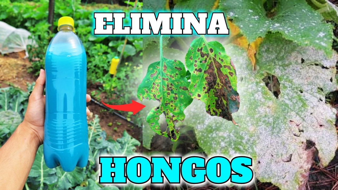 como preparar y usar CALDO BORDELÉS🧪 el MEJOR FUNGICIDA ECOLÒGICO