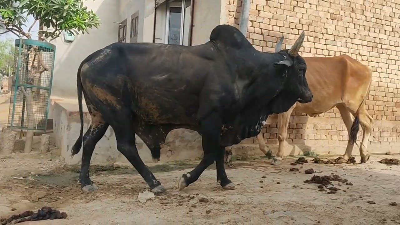 खगड़