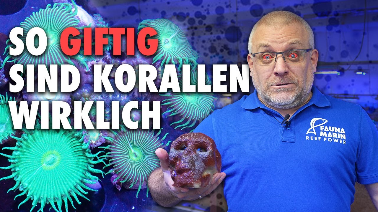 So GIFTIG sind Korallen wirklich!! - Bei diesen Tieren musst du aufpassen..