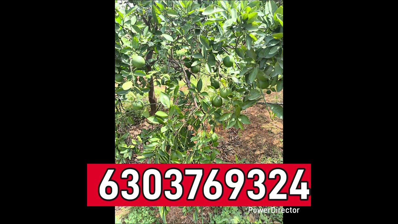 అనంతపురం మార్కెట్ లో బత్తాయి (చీనీ) పెరురగుతున్నాయి Today Anatapur mosambi price #citrus 