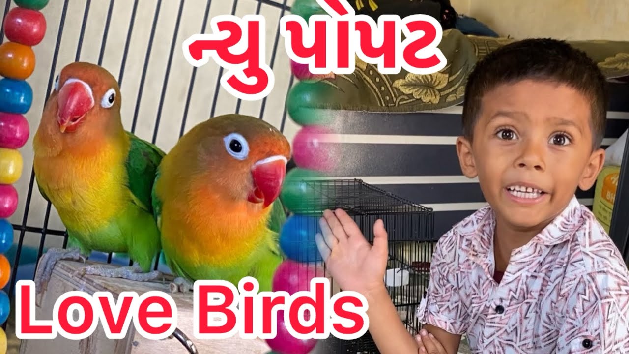 હાર્દિકભાઈ લાવ્યા ન્યુ પોપટ 🦜#Hardik Lavya nyu Popat #😘#Navsari Bazar Surat