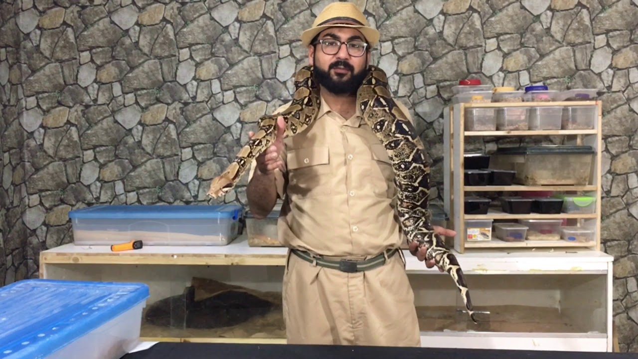 ثعبان البوا العاصرة