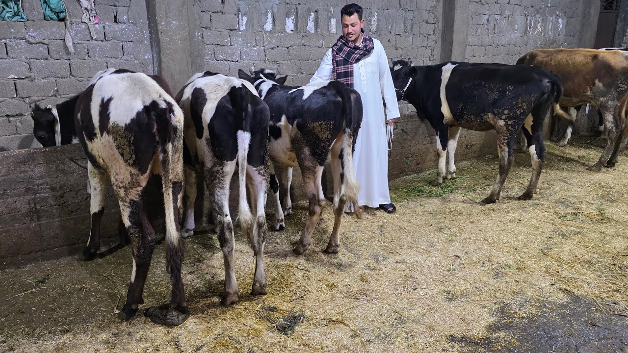وداعا للغلاء مفاجأة العيد عجلات 🐄 لحم بنص الثمن سلالات هولشتاين وبراون بسعر من 33 الف مش معقول