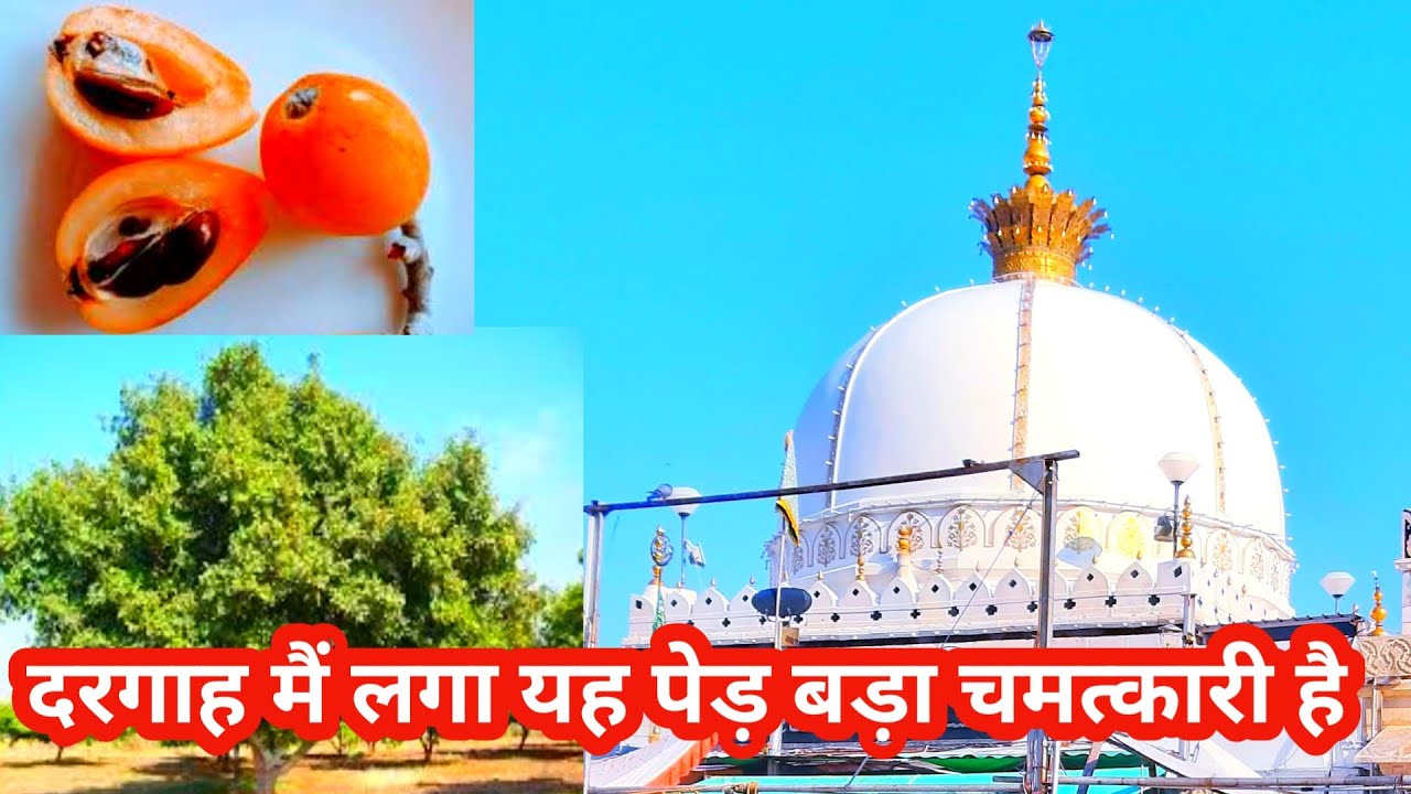 Ajmer Dargah history | बे ओलदो को मिलती है ओलाद इस पेड़ का फल खाने से, ajmer dargh itihas|TwinsAnsari