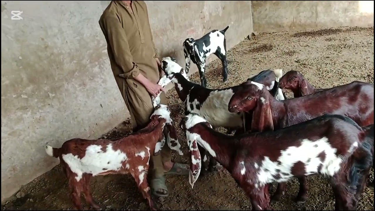 اپ شوق کریں چھوٹے بڑے بچوں کا
