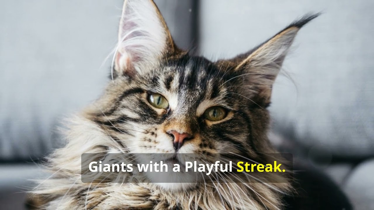 The Most Intelligent Cat Breeds #cat #cuteanimal #cateducation #catlover