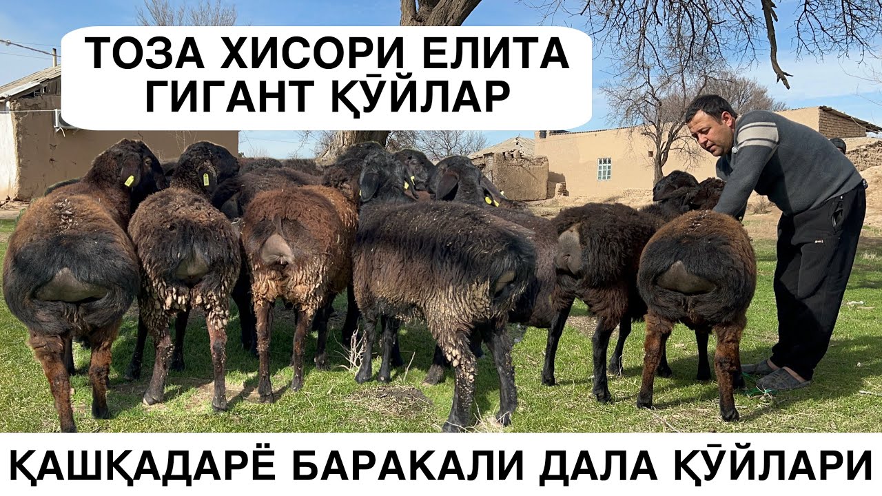 БАРАКАЛИ ДАЛА ҚӮЙЛАРИ. ☎️+998882919200