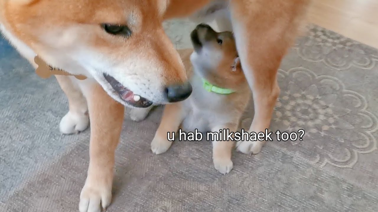 Insolent Potats Harassing Amgery Daddo