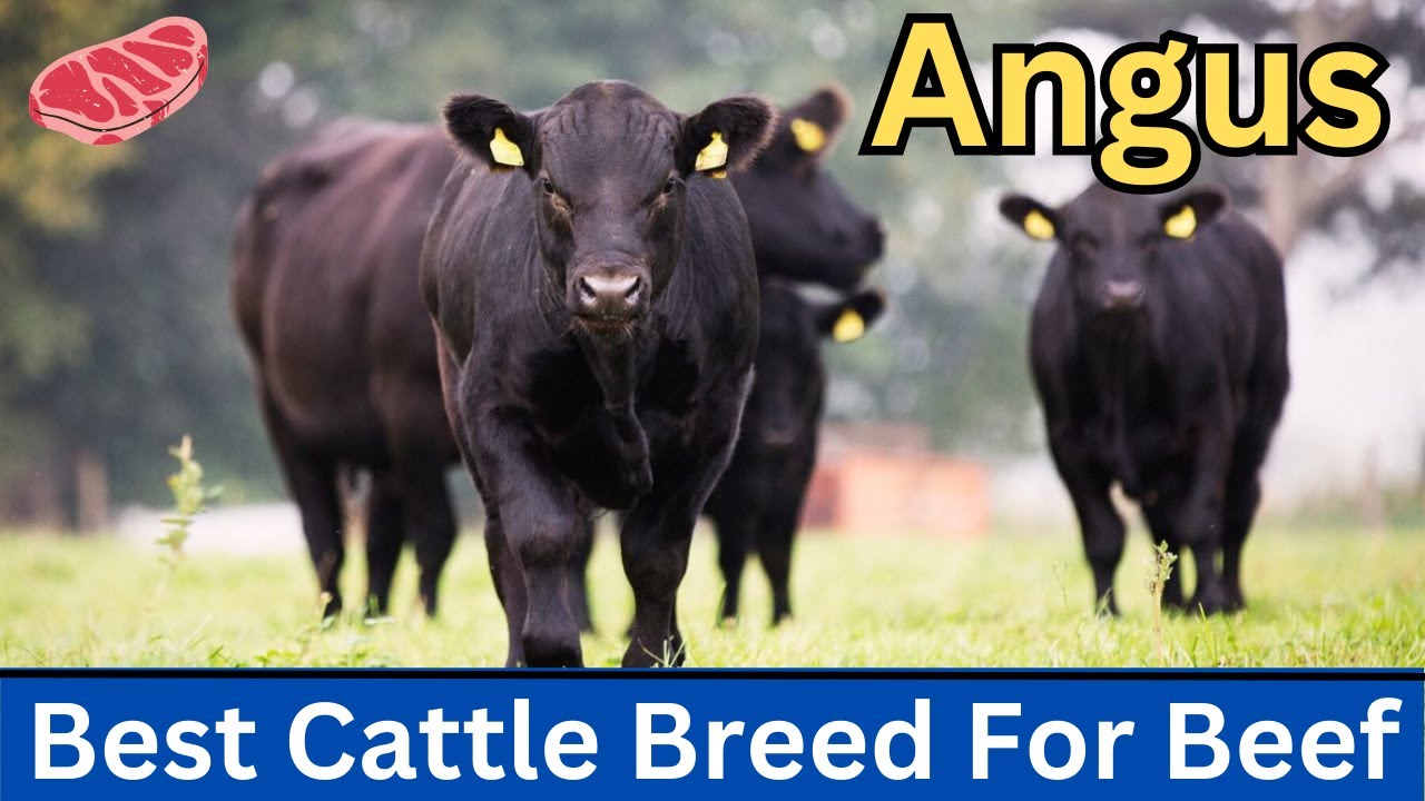 Angus Cattle | The Ultimate Beef Breed Revealed