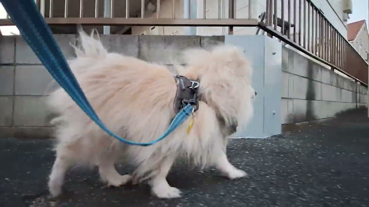 2026年2月21日土曜日　ポメラニアン？🐶　お散歩　テテ！