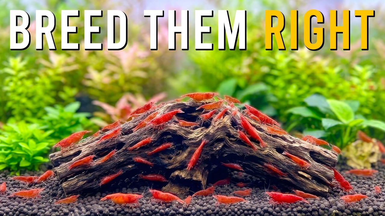 New To Aquarium Shrimp? THIS Is How To Get Neocaridina Shrimp Breeding Right