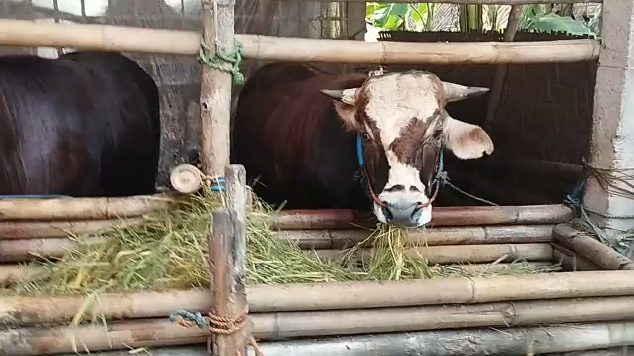 AKTIFITAS SETELAH BERSIH BERSIH???#sapi #sapigemuk #sobatngaret #ternak #cow  #sapimakan 