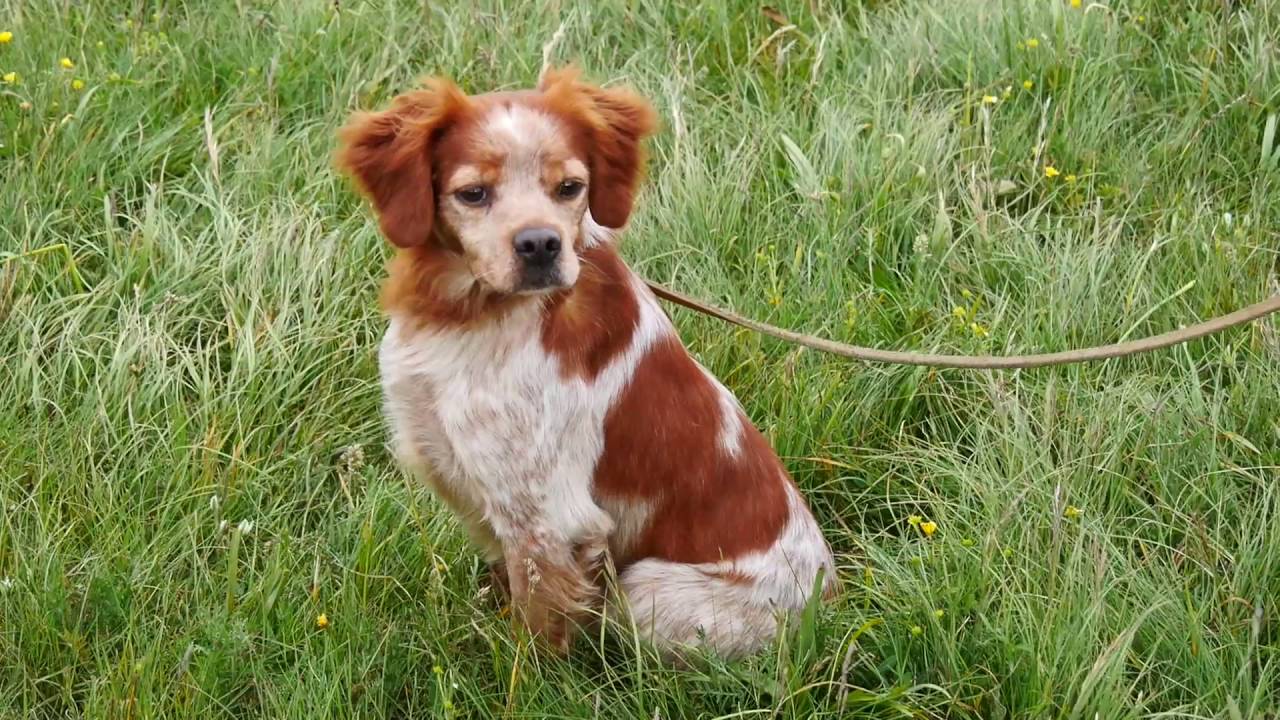 142 Promo Prove Classiche Nazionali Per Cani da Ferma Petrano 2016 Cagli