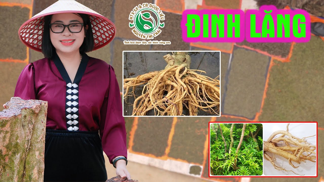 Đinh lăng – Vị thuốc quý cho sức khỏe & hạnh phúc gia đình
