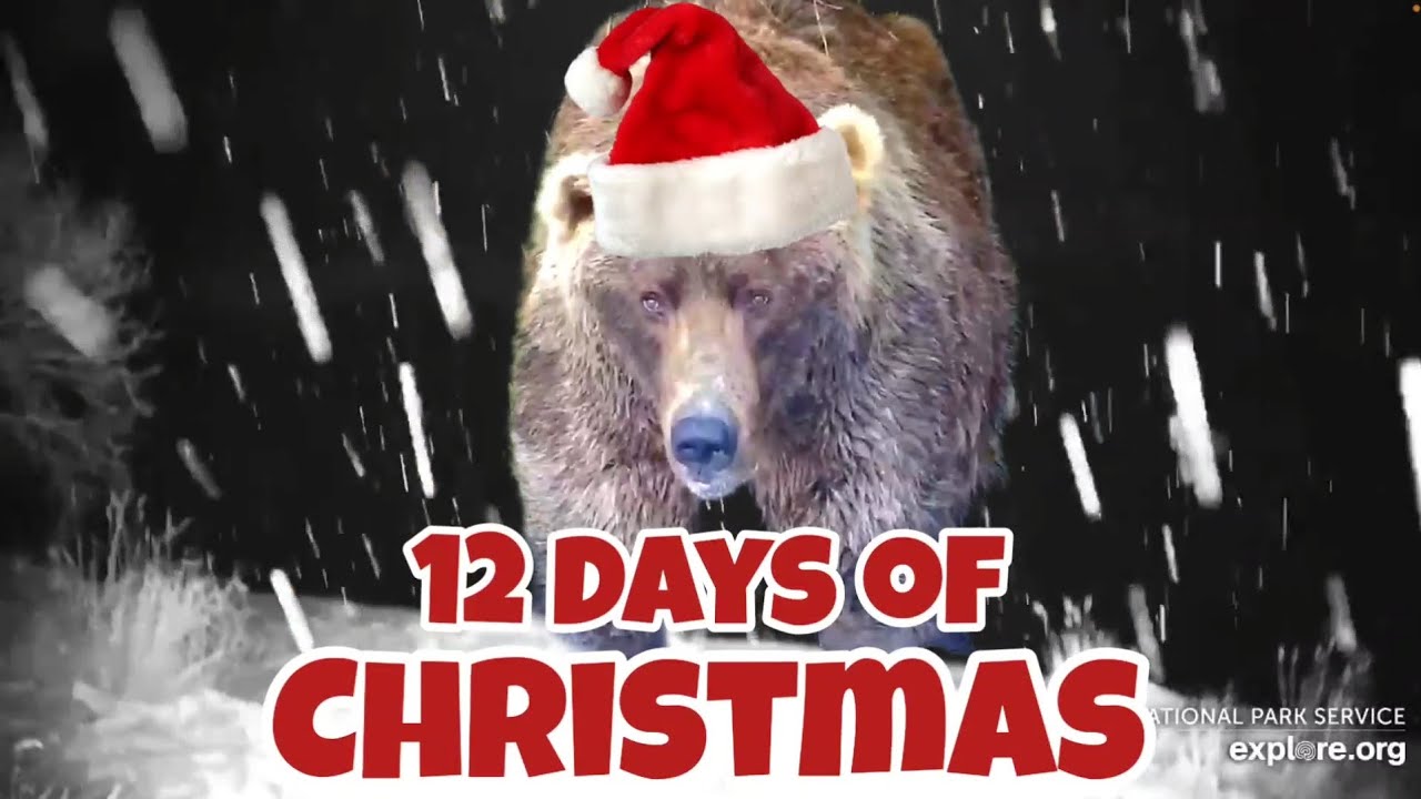 OTIS & Friends ▪︎ 12 Days of Christmas ▪︎ Katmai Brown Bears ▪︎ 2023 Season ▪︎ Explore.org