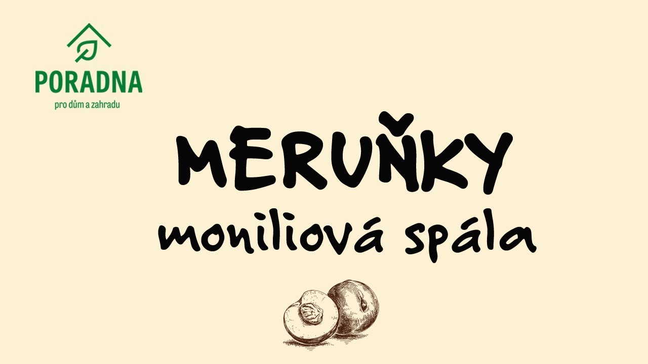 PORADNA PRO DŮM A ZAHRADU: Meruňky - Moniliová spála