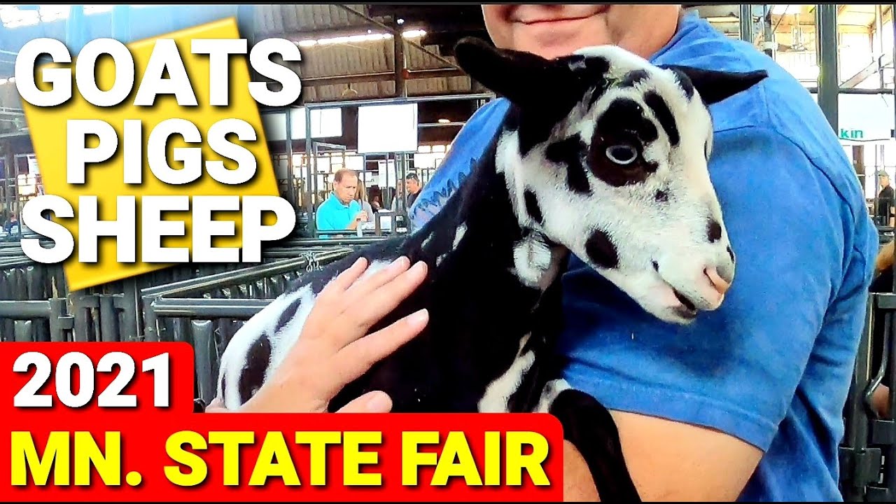 MN. State Fair 2021 - Pigs, Goats & Sheep - Swin Barn