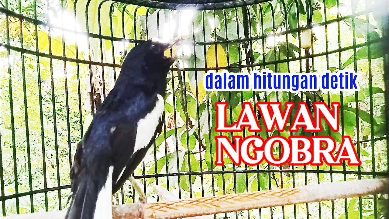 Kacer ngplong GACOR ini ampuh untuk menaikan EMOSI